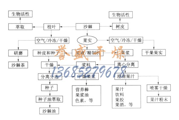 沙棘的加工流程